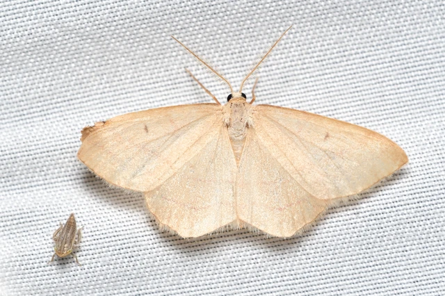 Rhodostrophia vibicaria - pirosszélű araszoló