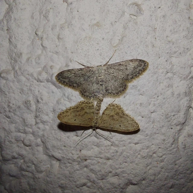 Idaea seriata - szürke apróaraszoló