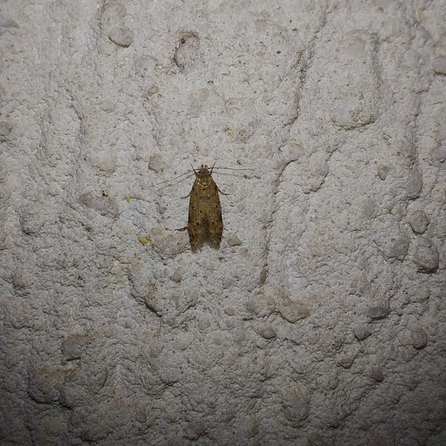 Gelechiidae - sarlósajkú-molylepkefélék