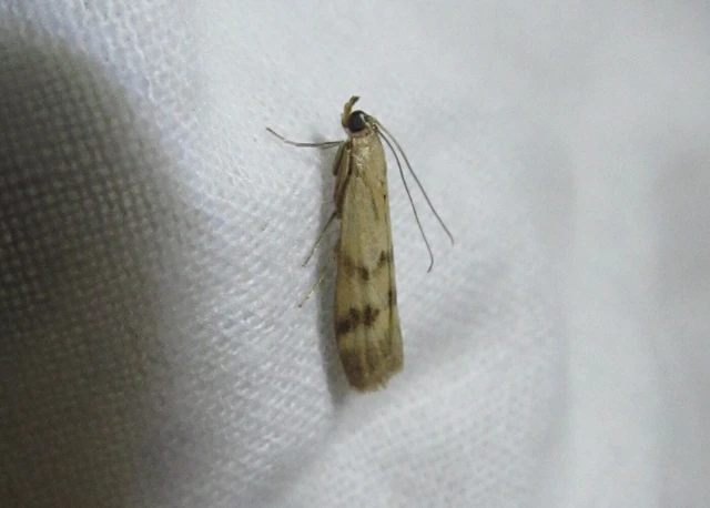 Homoeosoma sinuella - agyagsárga karcsúmoly