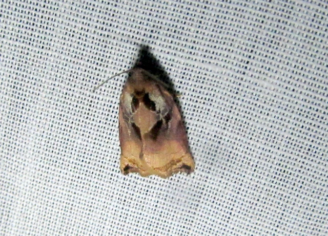 Archips podana - dudvarágó sodrómoly