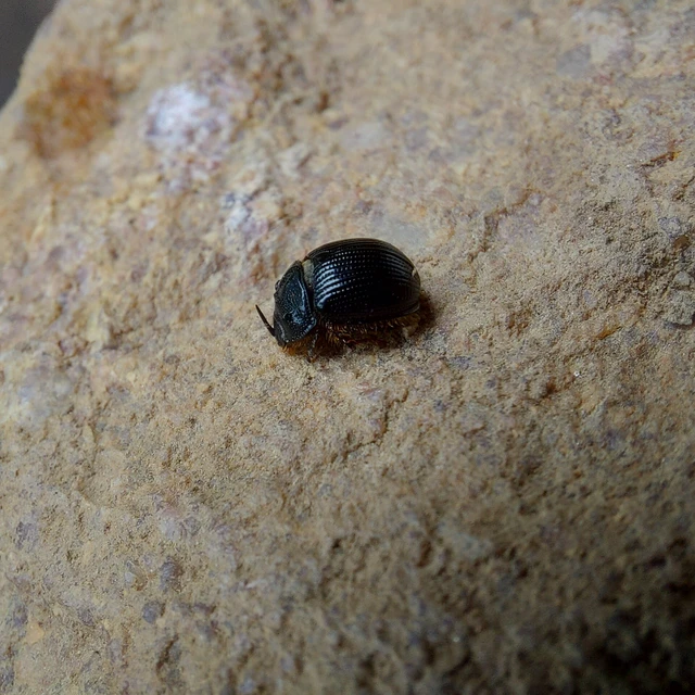 Odonteus armiger - mozgószarvú álganéjtúró
