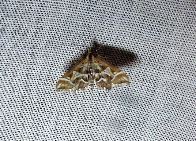 Diasemia reticularis - betűmintás tűzmoly