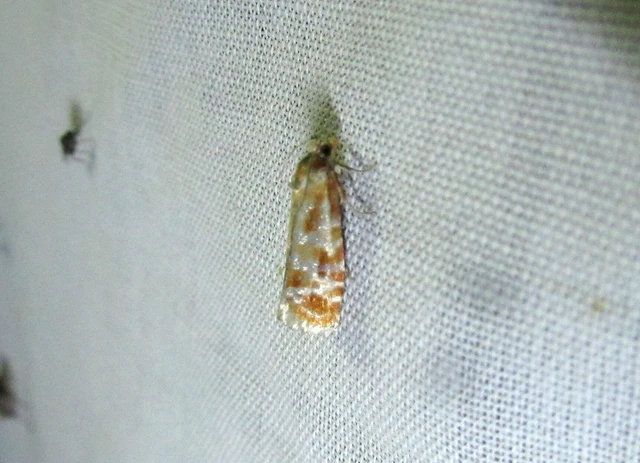 Rhyacionia pinicolana - piros gyantamoly