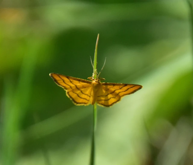 Idaea aureolaria - aranyos sávosaraszoló