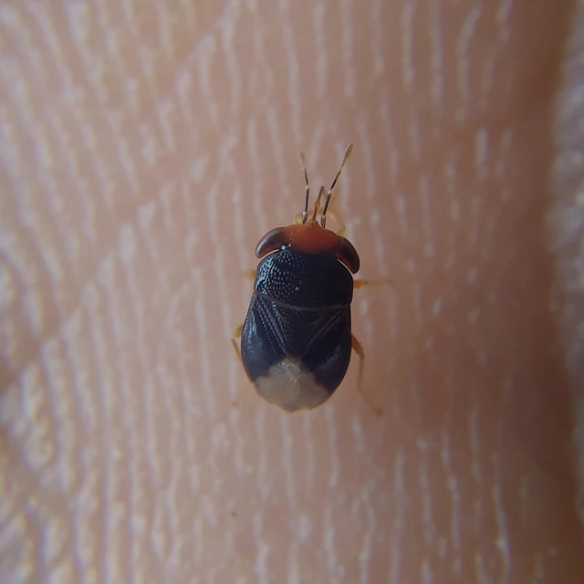 Geocoris erythrocephalus - vörösfejű bodobács Geocoris erythrocephalus - vörösfejű bodobács