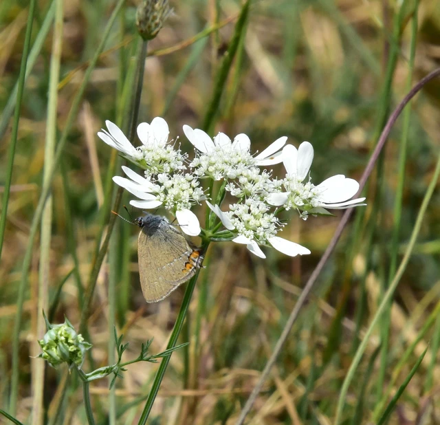 Satyrium acaciae - akác-csücsköslepke