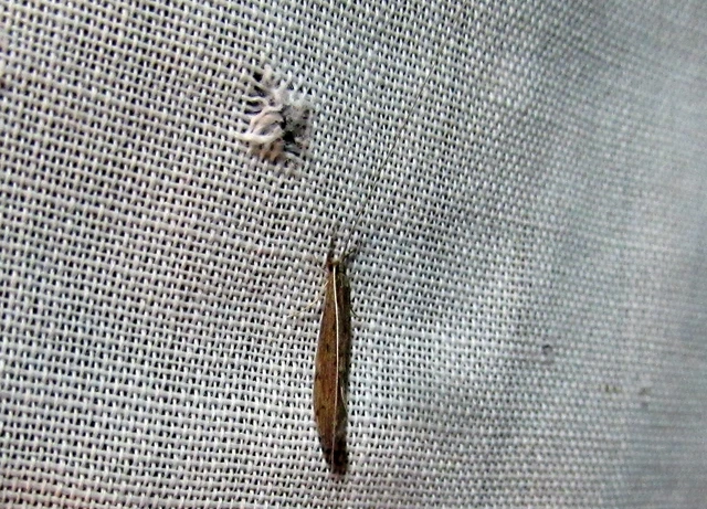 Trichoptera - Tegzesek