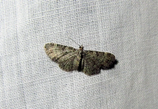 Pasiphila chloerata - hamvas törpearaszoló