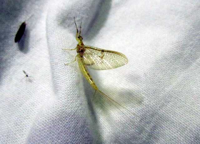Ephemera glaucops