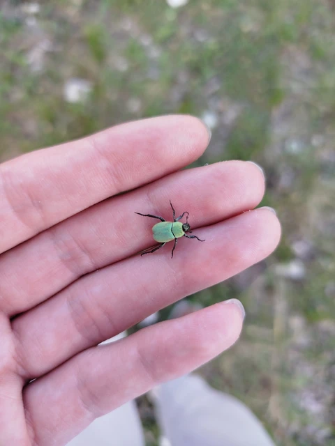 Hoplia argentea - ezüstös virágcserebogár