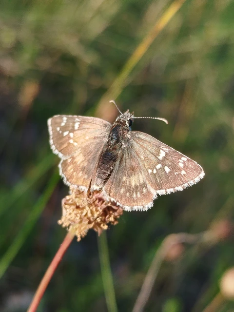 Pyrgus armoricanus - feles busalepke