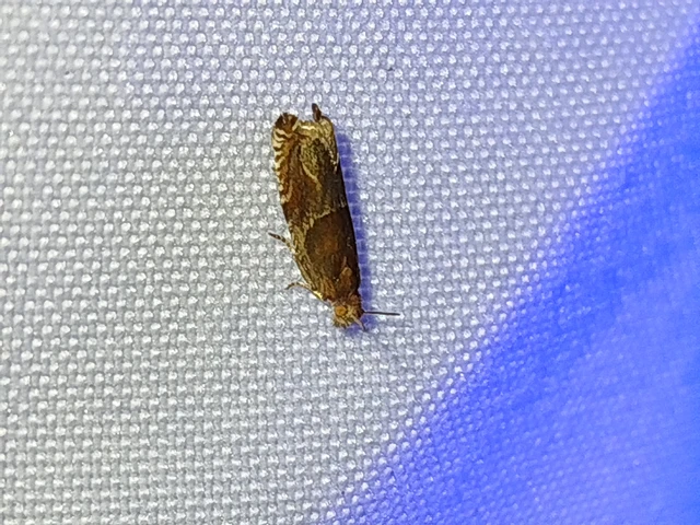 Ancylis comptana - szamóca-horgasmoly
