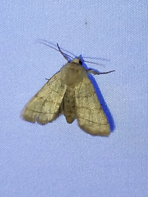 Charanyca trigrammica - háromsávos lombbagoly