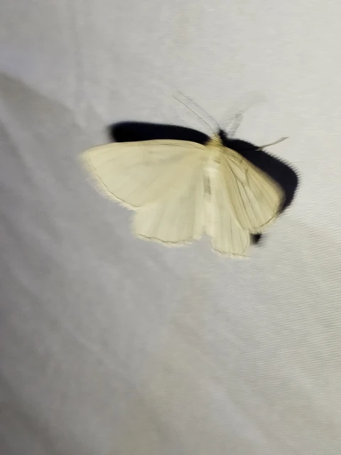 Siona lineata - vonalas fehéraraszoló