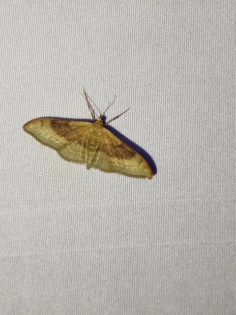 Idaea degeneraria - barnasávos araszoló