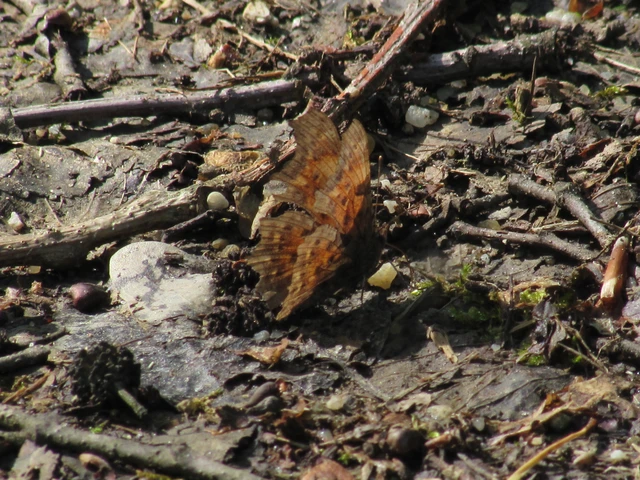 Nymphalis c-album - C-betűs lepke