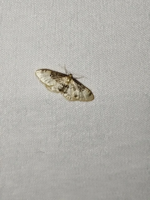 Idaea filicata - sötéttövű apróaraszoló