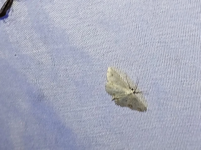 Scopula ornata - díszes fehéraraszoló