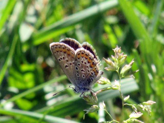 Plebejus argus - ezüstös boglárka