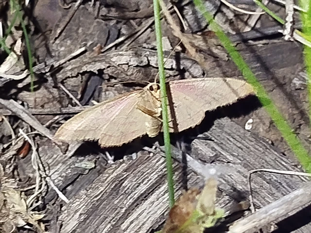 Rhodostrophia vibicaria - pirosszélű araszoló