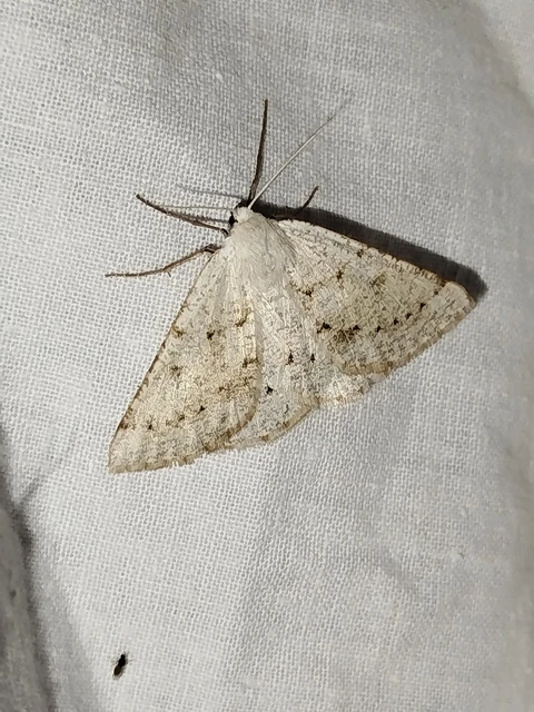 Dyscia conspersaria - sziklaüröm-araszoló