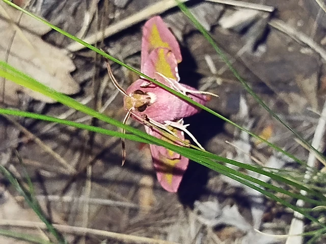 Deilephila porcellus - piros szender