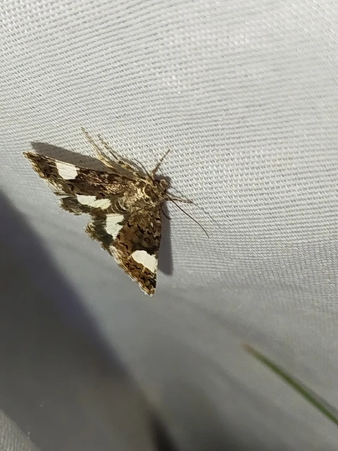 Tyta luctuosa - fekete nappalibagoly