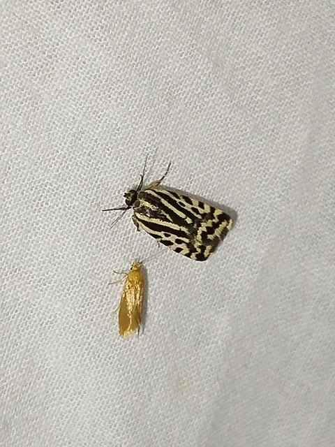 Emmelia trabealis - zebrabagoly
