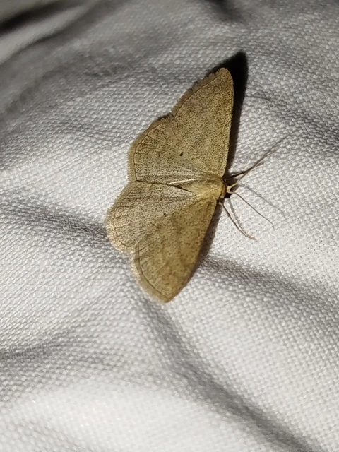 Scopula virgulata - vesszős sávosaraszoló
