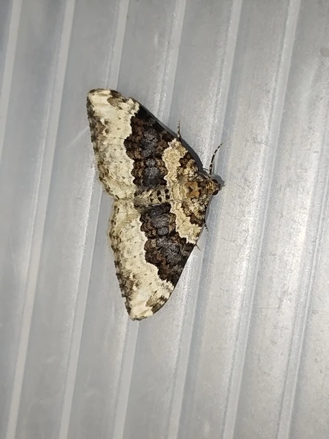 Epirrhoe galiata - sávos galajaraszoló