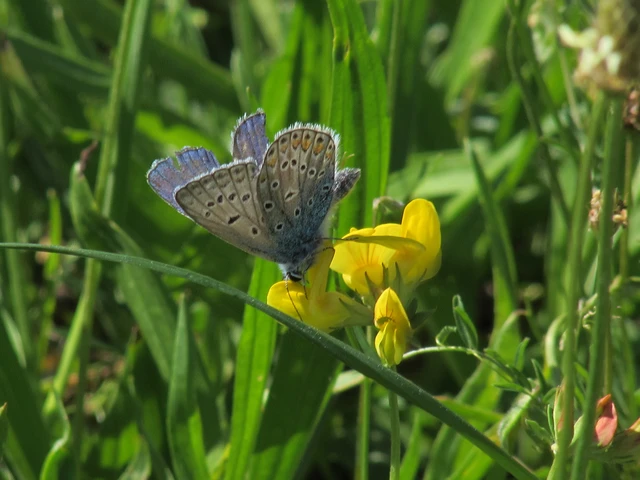Polyommatus icarus - közönséges boglárka