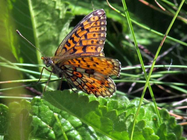 Boloria selene - fakó gyöngyházlepke