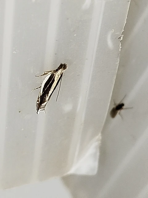 Sophronia consanguinella - mezeiüröm-sarlósmoly