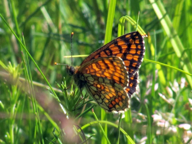 Melitaea athalia - közönséges tarkalepke