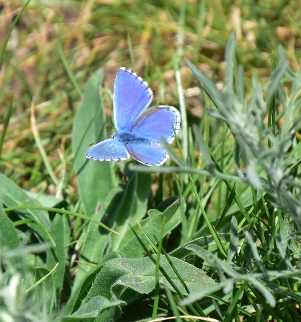 Polyommatus bellargus - égszínű boglárka