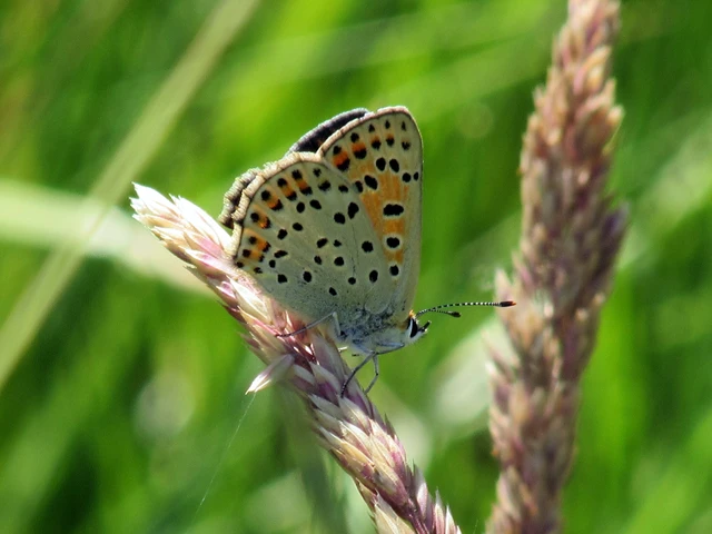Lycaena tityrus - barna tűzlepke