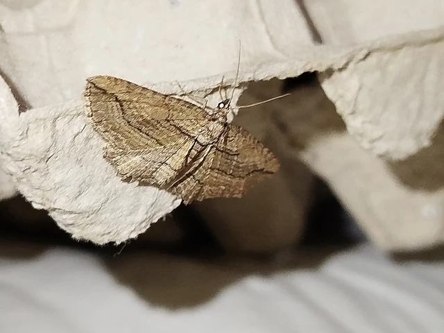 Horisme corticata - barna iszalagaraszoló