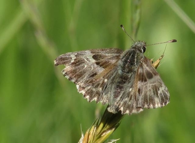 Carcharodus floccifera - pemetefű-busalepke