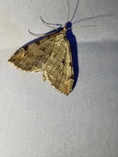 Aplocera plagiata - szürke csíkosaraszoló