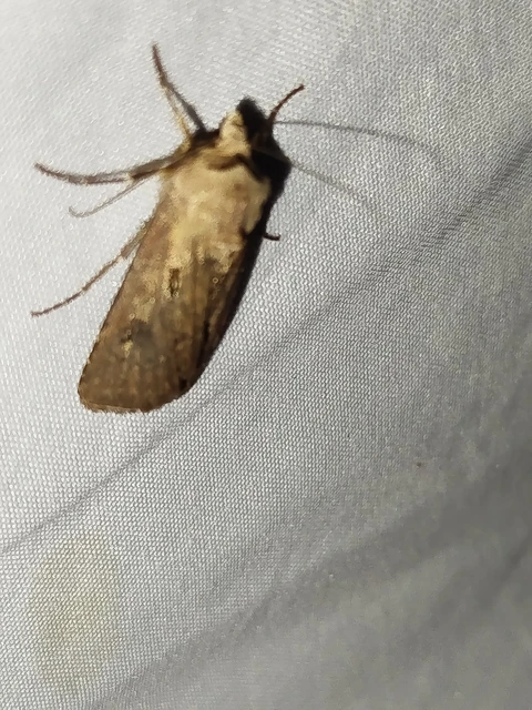 Agrotis exclamationis - felkiáltójeles földibagoly