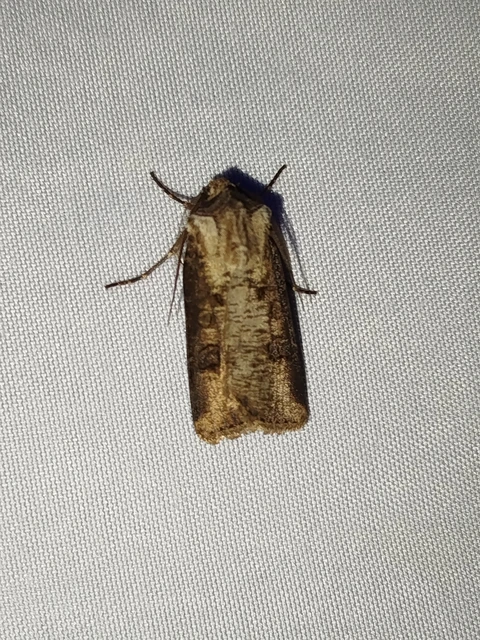 Agrotis clavis - zömök földibagoly