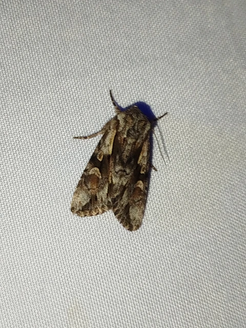 Chloantha hyperici - orbáncfű-sugarasbagoly