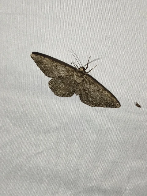 Hypomecis roboraria - nagy tölgyfaaraszoló