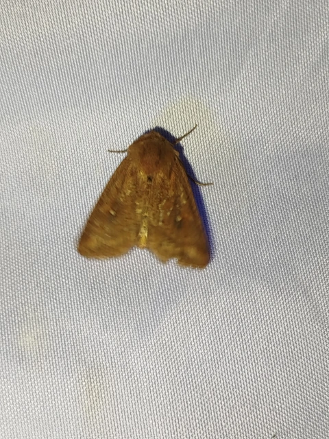 Mythimna albipuncta - fehérpettyes rétibagoly