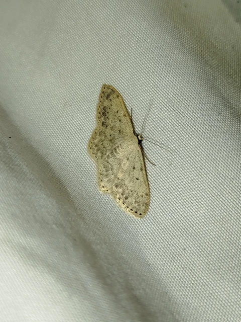 Scopula marginepunctata - pettyes sávosaraszoló