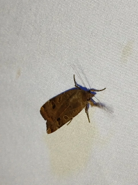 Noctua interposita - köztes sárgafűbagoly