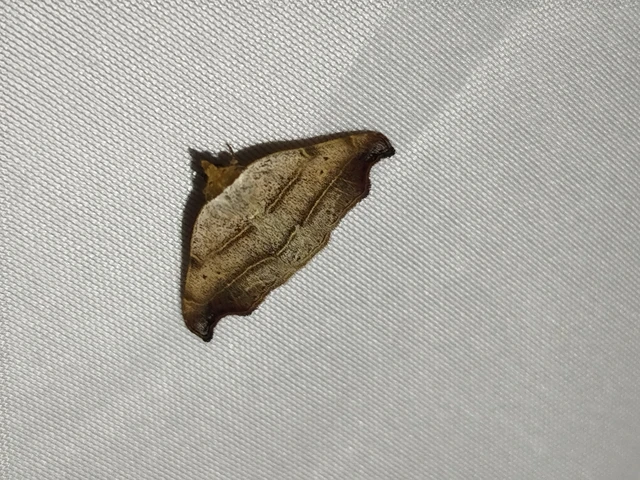 Laspeyria flexula - zuzmóbagoly
