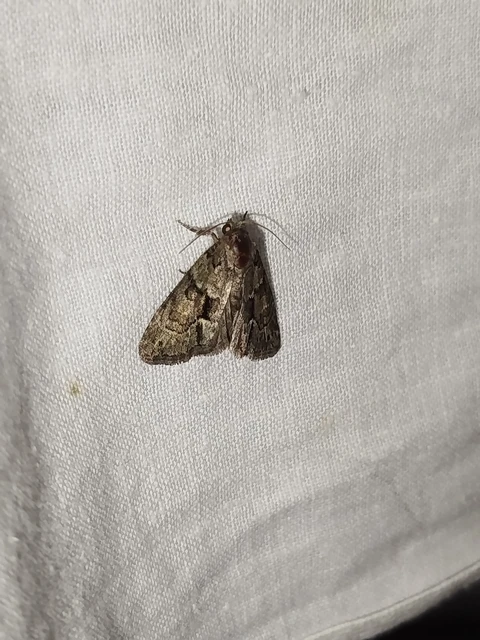 Cryphia fraudatricula - homoki zuzmóbagoly