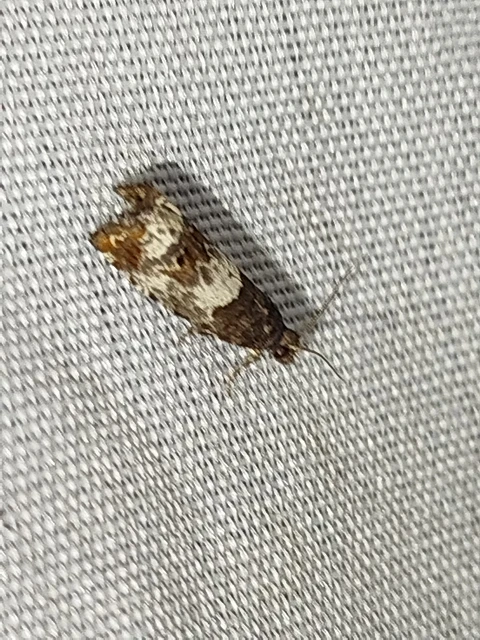 Notocelia trimaculana - galagonya-tükrösmoly